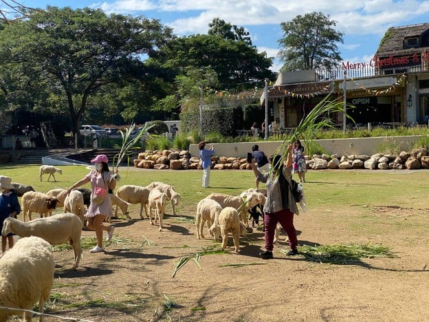 บรรยากาศ The Scenery Vintage Farm