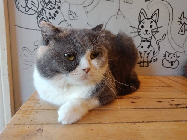 Cat Cafe Healthy Juice ม.รังสิต