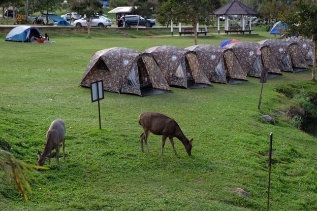 บรรยากาศ จุดกางเต็นท์ ลำตะคลอง เขาใหญ่
