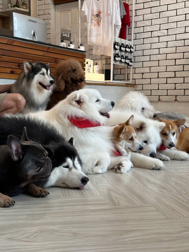 Dog In Town Ari อารีย์