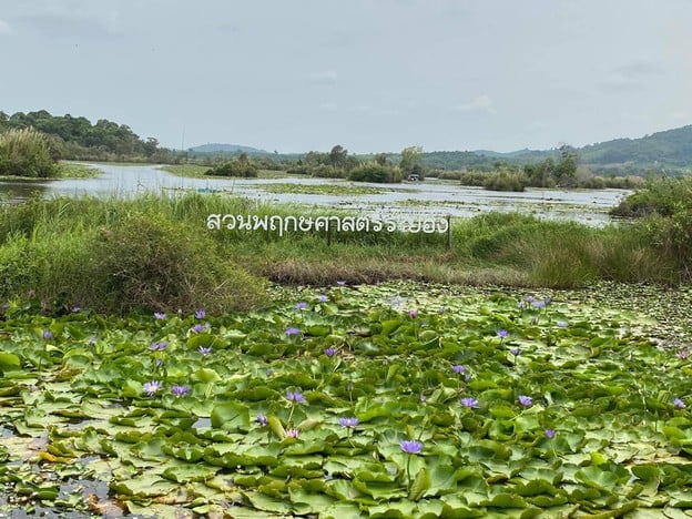 สวนพฤกษศาสตร์ระยอง