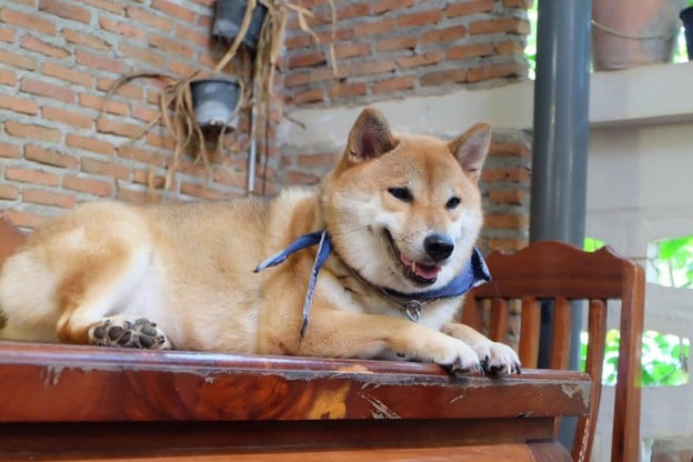 Inu Cafe Huahin