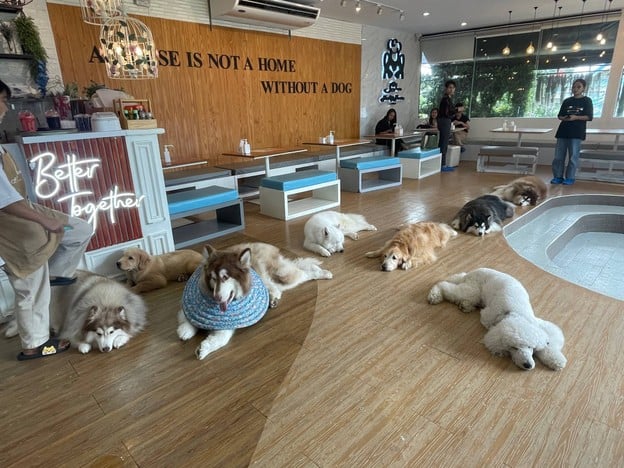 ฮัสกี้เฮ้าส์คาเฟ่ บางแสน