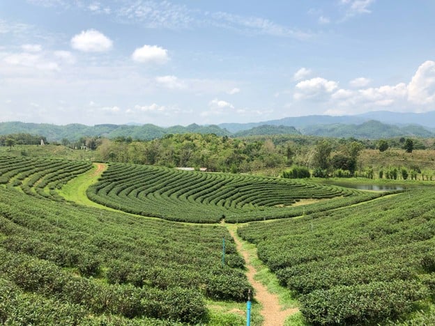 ไร่ชาฉุยฟง