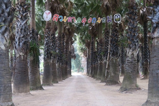 สวนตาลลุงถนอม