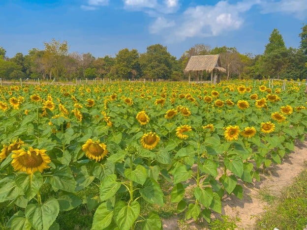 บรรยากาศ ทุ่งทานตะวันสีทองหนองทึง