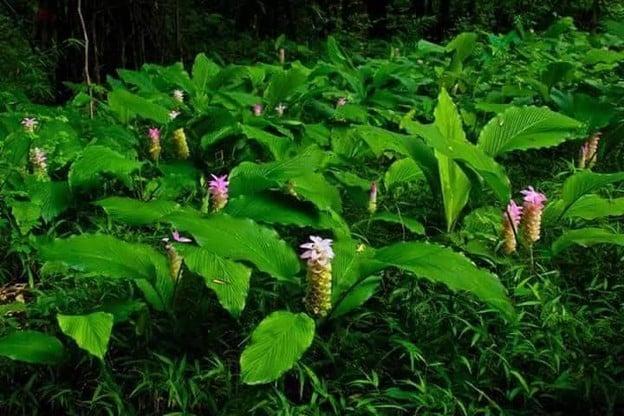 บรรยากาศ ทุ่งกระเจียวยักษ์บานบ้านเขาโล้น