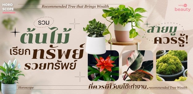 รวมต้นไม้เรียกทรัพย์ รวยทรัพย์ ที่ควรมีไว้บทโต๊ะทำงานสายมูควรรู้!
