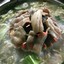 กัณยรัตน์หมูกระทะ