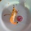 ร้านก. กุ้งเผา