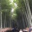 Arashiyama Bamboo Grove