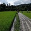 สะพานฮอมฮัก