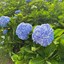 ไฮเดรนเยียซัง - Hydrangea san