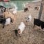 A Cup of Zoo -