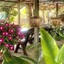 ร้านห่อหมก