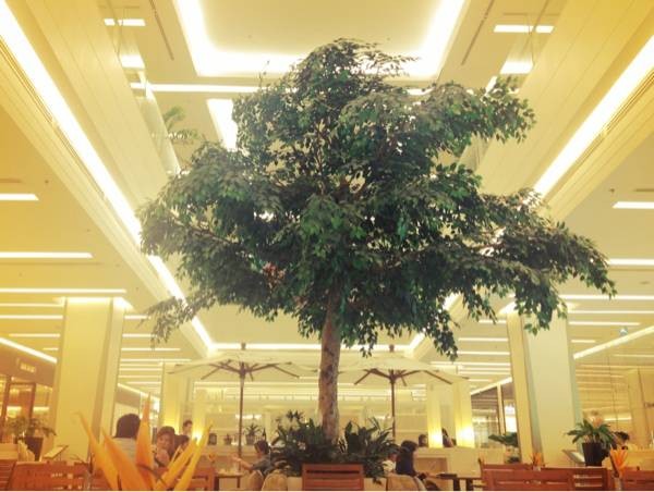 ร้านอาหารอร่่อยใจกลางห้างพารากอน 