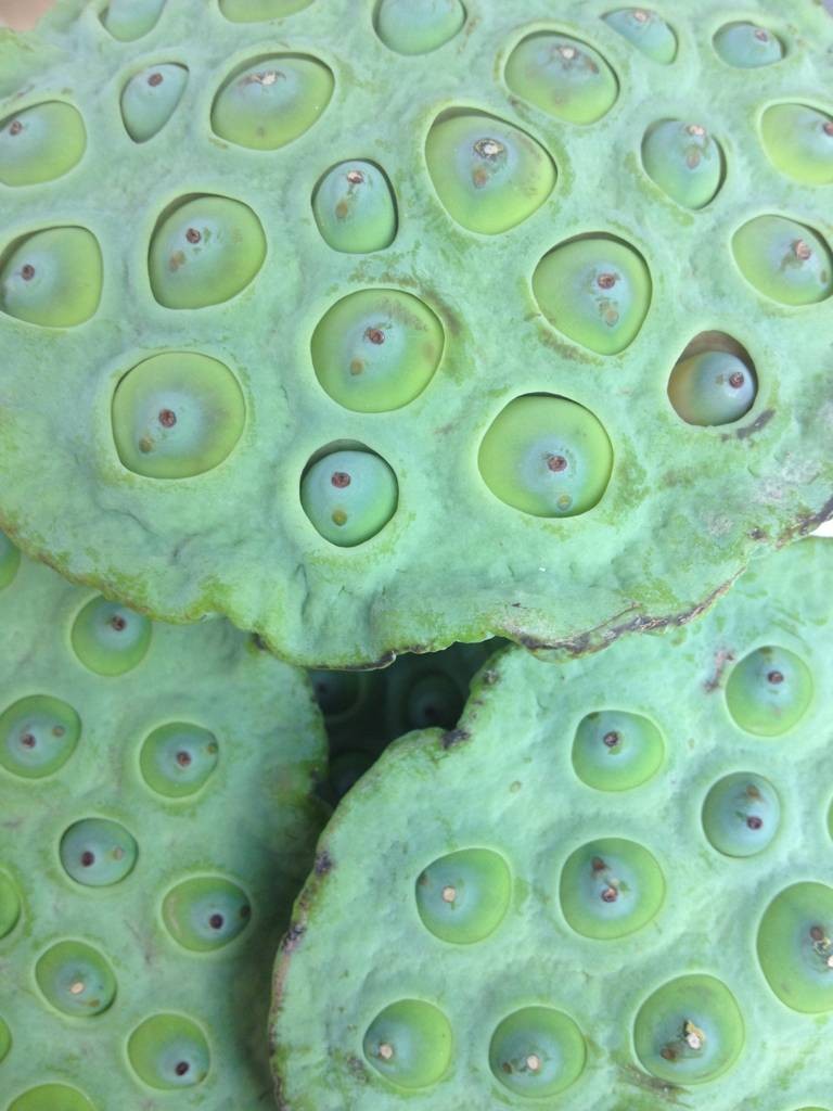 ฝักบัว ไว้แทะเล่น ช่อละห้าบาท