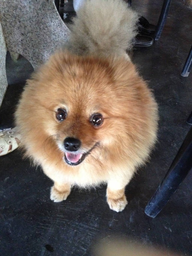 น้องเจ้าขา น้องปอม ปอมของทางร้านค่ะ