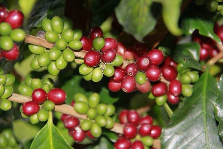 กาแฟเขาหลวง