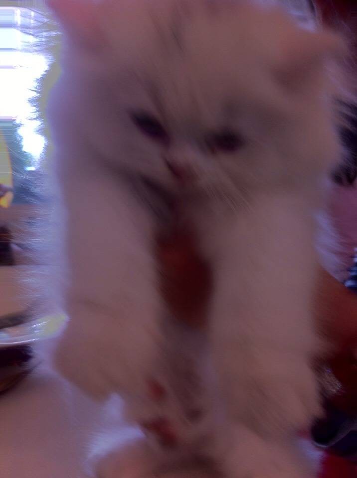 น้องไข่หวาน ลูกของกระเช้า