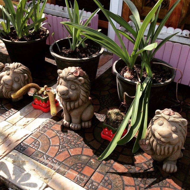 สวนน้อยหน้าร้าน