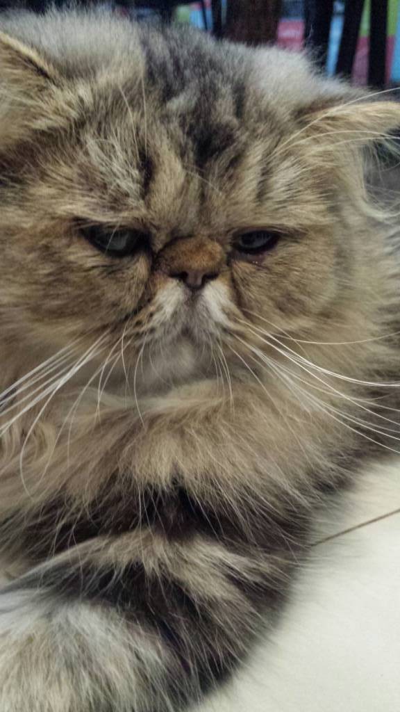 แมวน่ารัก 2 ตัว เจ้าถิ่นประจำร้าน