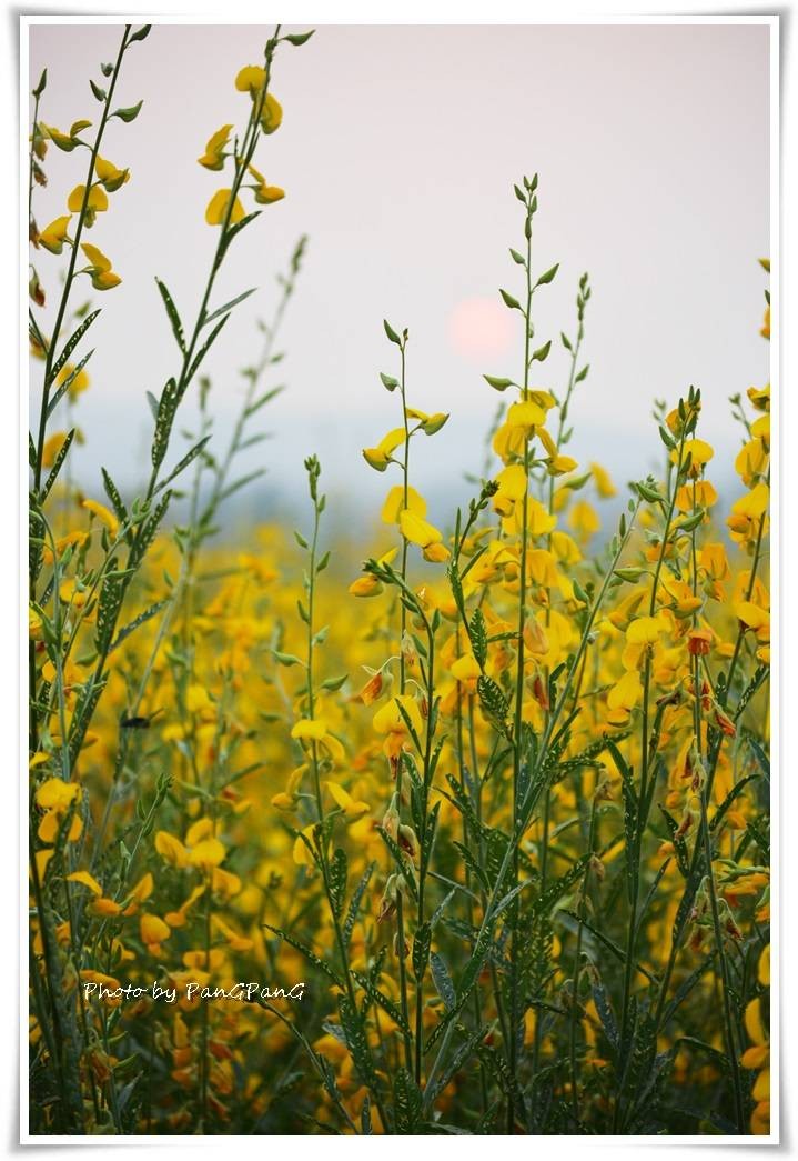 ดอกปอเทือง