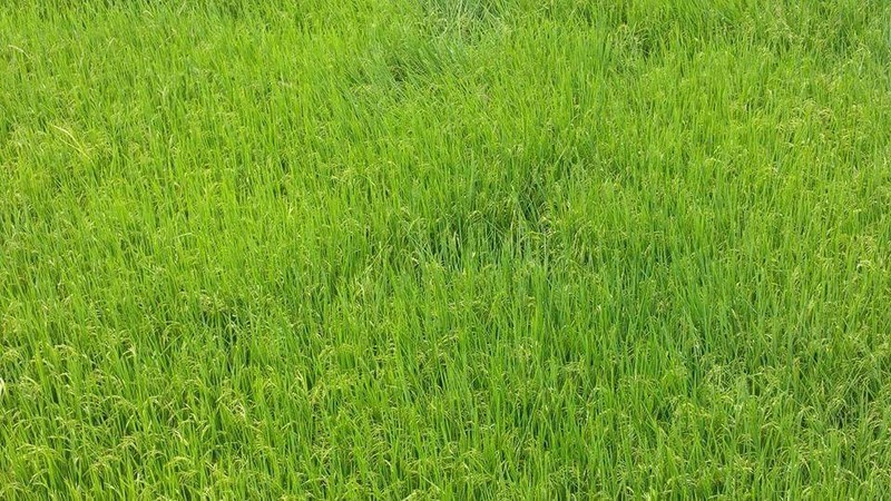 เขียวขจี ...