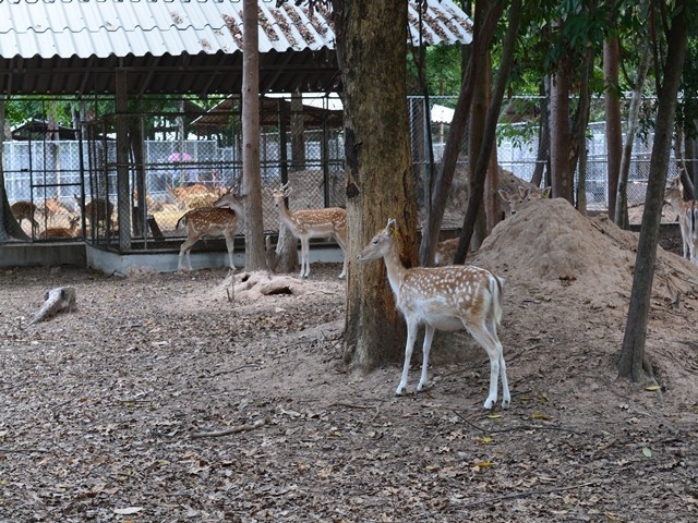 สวนสัตว์ศรีสะเกษ