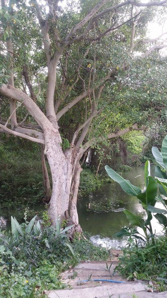ทางเดินลงไปเล่นน้ำ