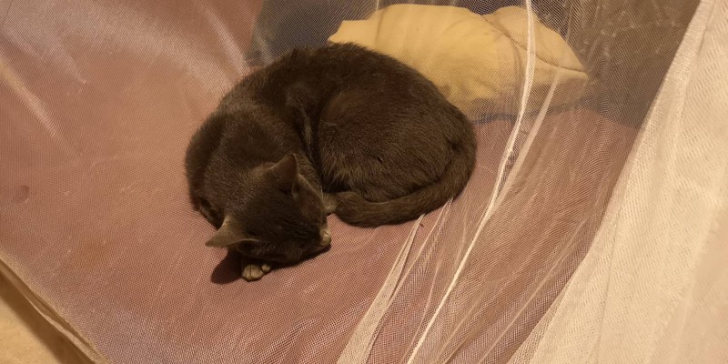 ติส  รับแขกมาก​ ขี้อ้อนสุด​ ๆ