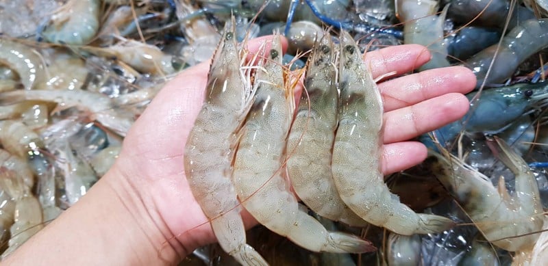 กุ้งขาว