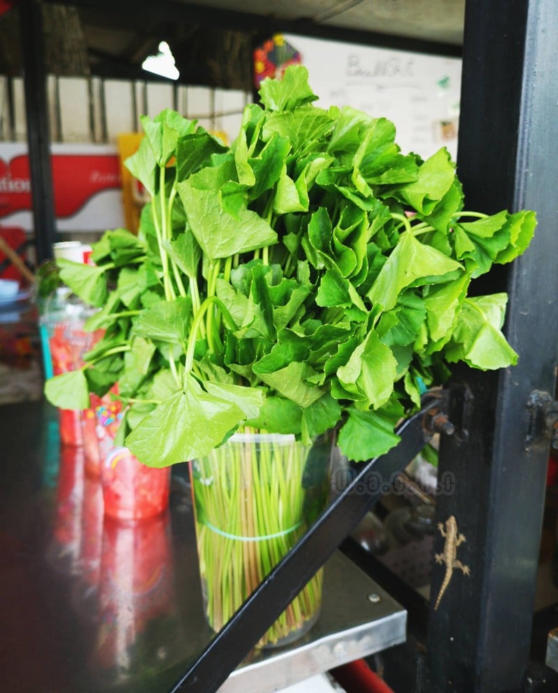 เจ้าจิ้งจกจะมาฉกใบบัวบกหรอ 😆