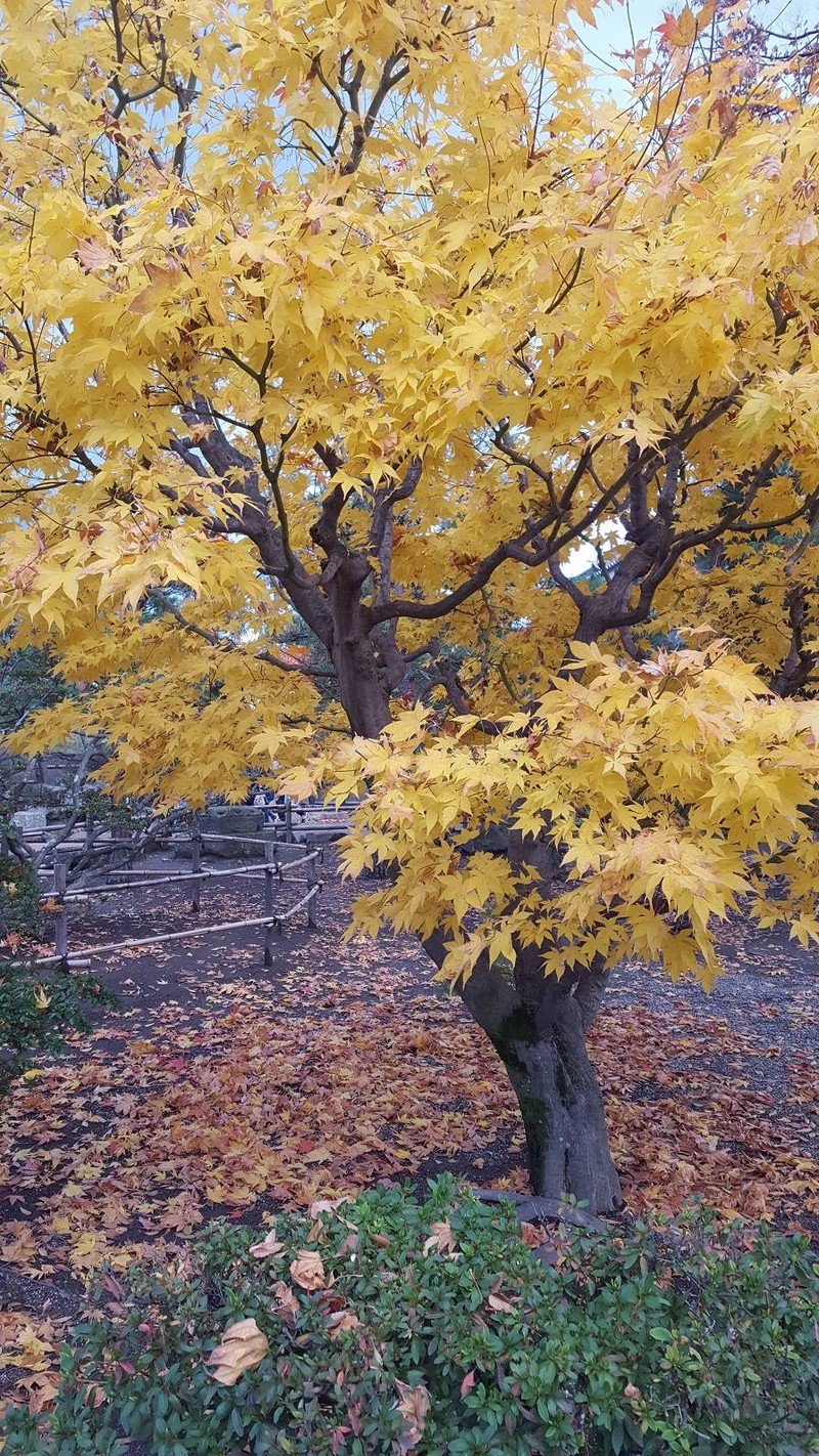 สวนในบริเวณปราสาทช่วงฤดูใบไม้เปลี่ยนสี