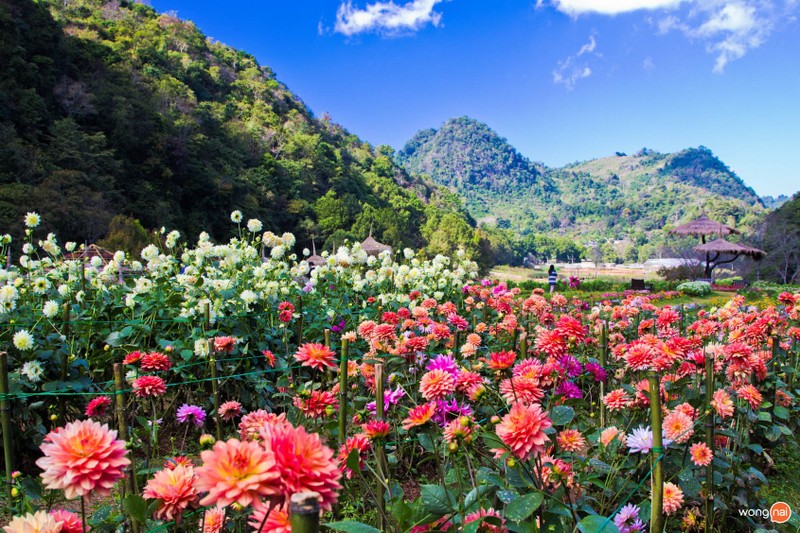 สถานีเกษตรหลวงอ่างขาง โครงการหลวง เชียงใหม่ เที่ยวเชียงใหม่