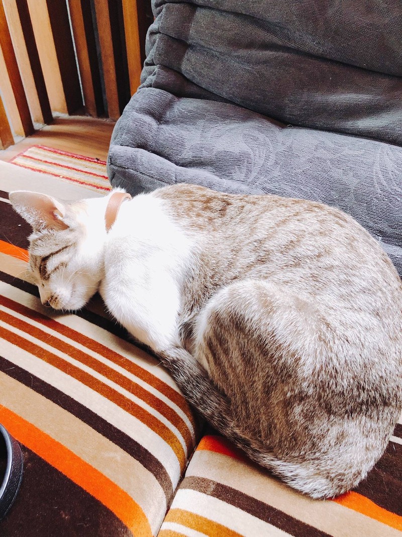 มีพนักงานต้อนรับด้วย แมวน้อย