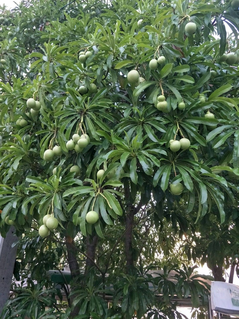 ลูกดกมาก