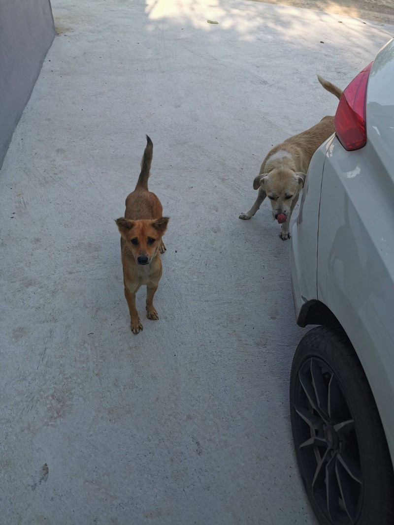 หมาน้อยสองตัววิ่งเล่นรอบที่พักแต่เช้า ตัวนึงขาเป๋น่าสงสารให้ไก่ย่างกินไปตัวล่ะ2ไ