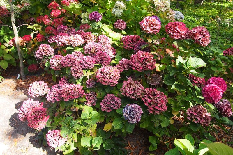 ดอกไม้ภายในสวนพฤกษศาสตร์