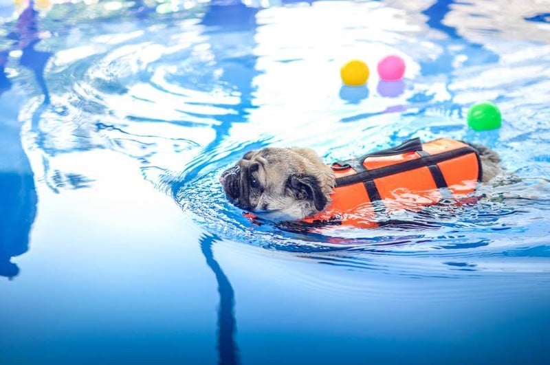 ขอขอบคุณรูปภาพจาก FB Dog Space สระว่ายน้ำ ฝากเลี้ยงสุนัข