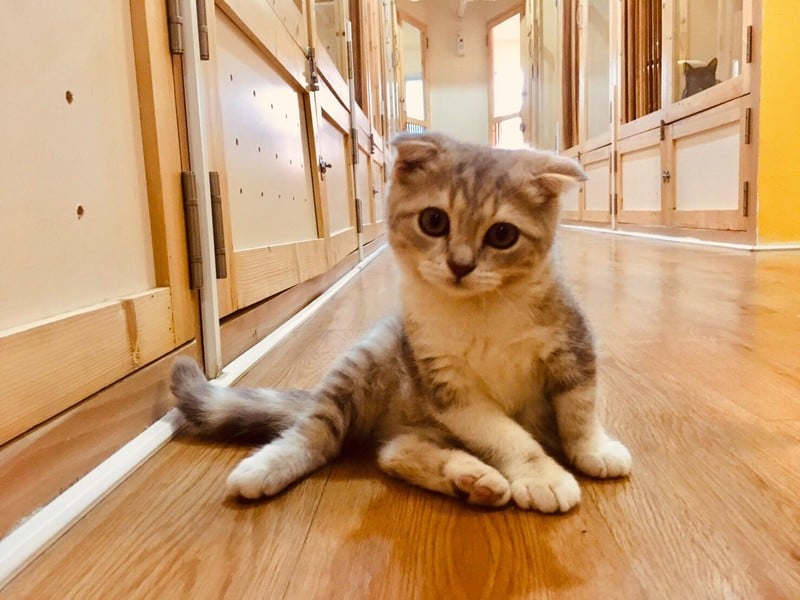 ขอขอบคุณรูปภาพจาก FB Kofuku Cat Hotel โรงแรมแมว โคฟูกุ รับฝากแมว