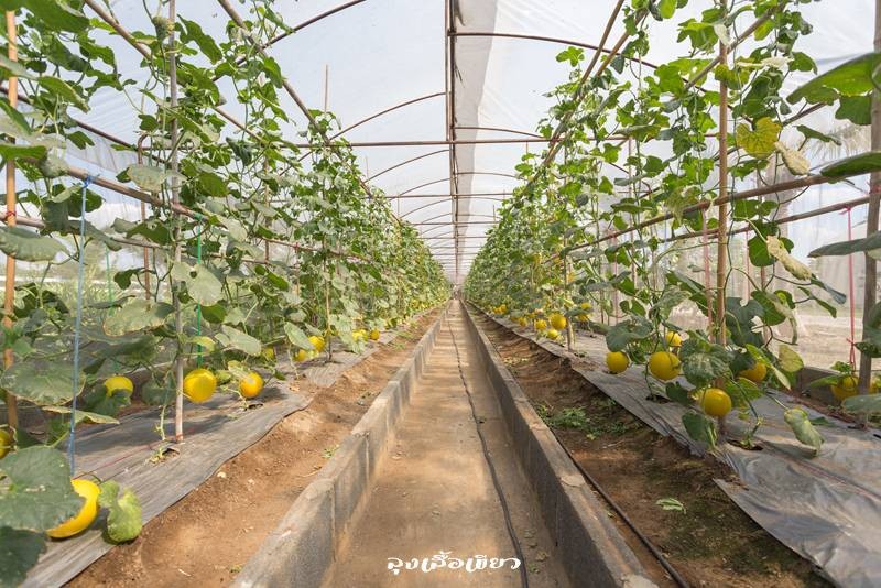 ด้านในสุดของห้องพัก มีโรงเรือนปลูกเมลอน สามารถเที่ยวชมได้ฟรีครับ