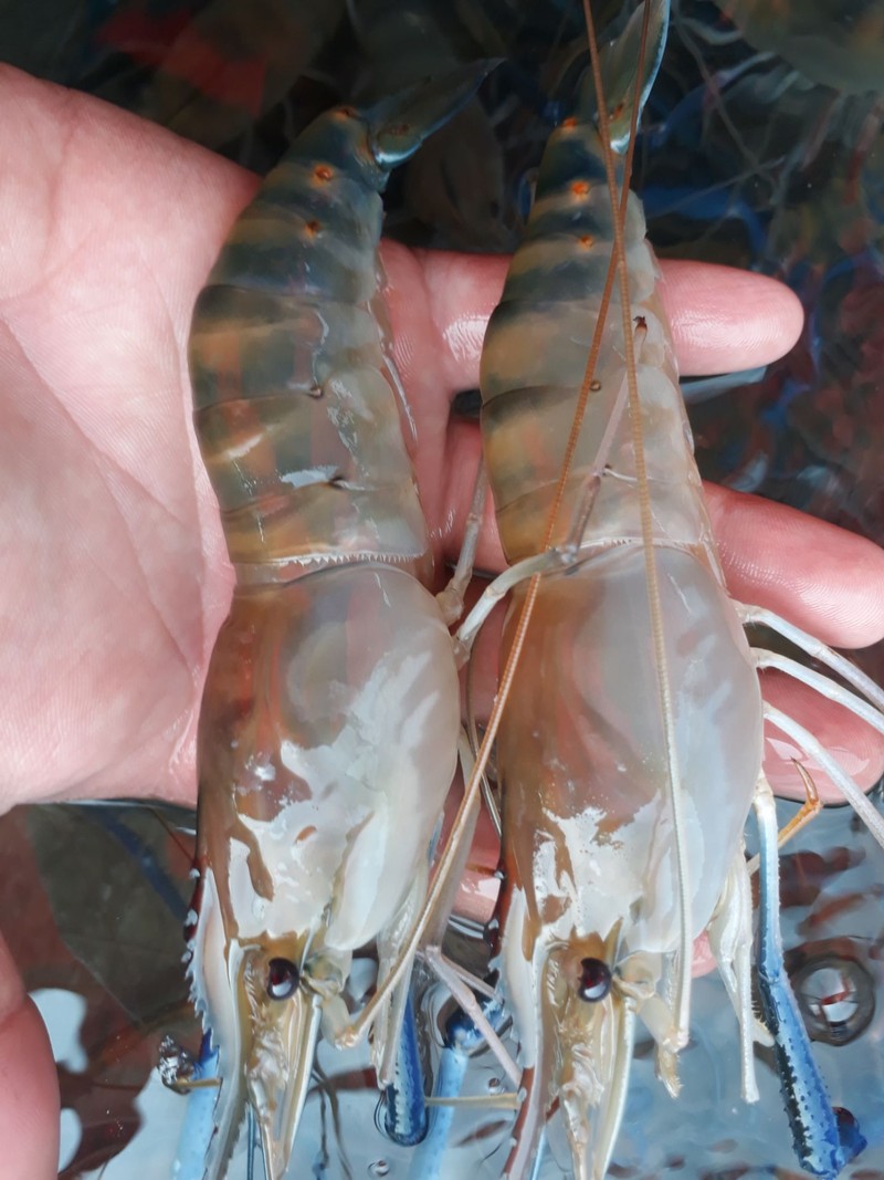 กุ้งแม่น้ำเผาเป็นๆไซส์14-16ตัวโล พร้อมน้ำจิ้มซีฟู๊ดรสเด็ด