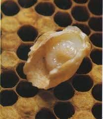 นมผึ้งสดแท้ 100% จาก CKฟาร์มผึ้ง จังหวัดเชียงใหม่ แบ่งจำหน่าย บรรจุ หลอดละ 5ml. 