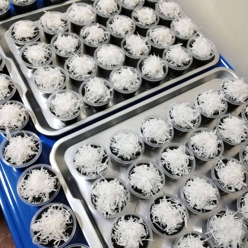 ขนมเปียกปูนกาบมะพร้าว