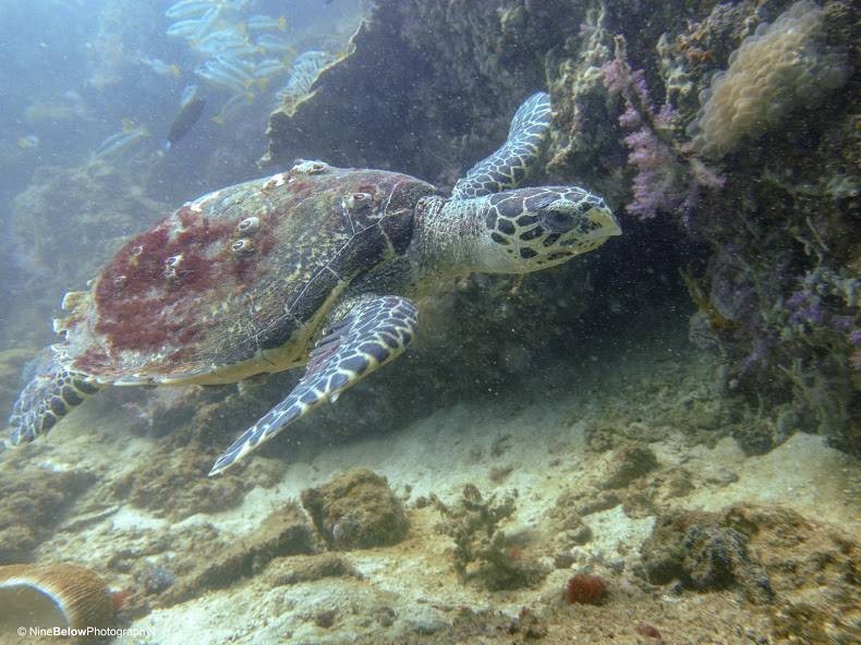 Sea Turtle Koh Lipe