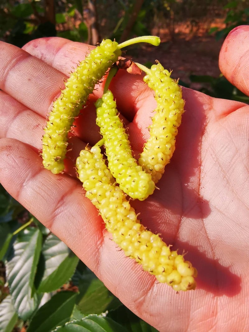 หิมาลายัน​ขาว​ มัลเบอรี่​พันธุ์​นอก​ที่อยากให้ได้ชิมกัน