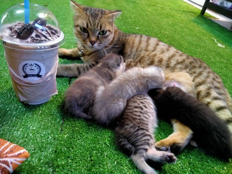 สมาชิกใหม่4ตัวกำลังกินนมแม่ เราก้สั่งน้ำมาดื่มเหมื่อนกาาาน