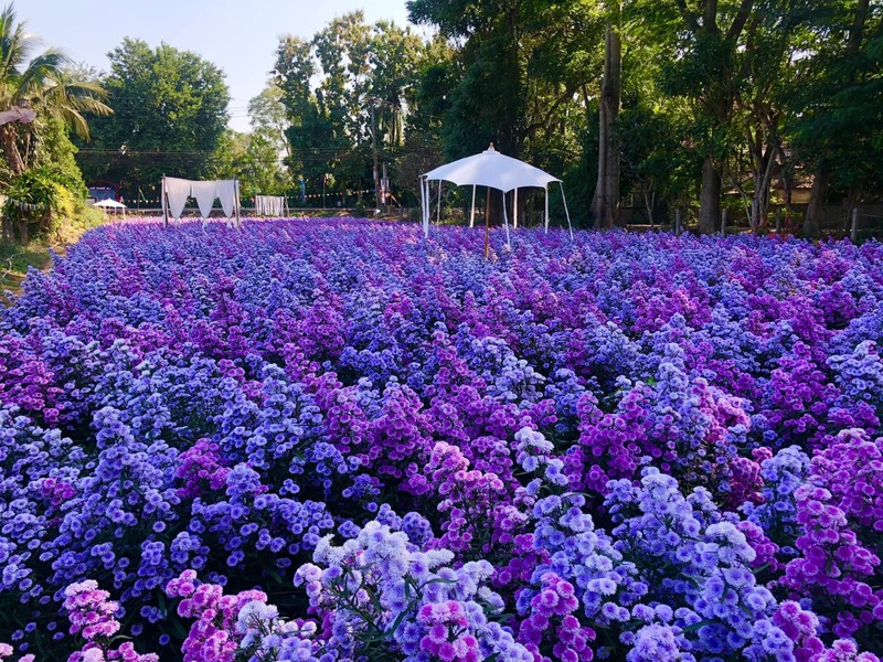 รูปภาพจาก FB สวนดอกไม้ลุงคำ