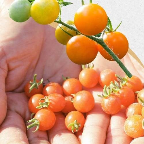 MENU_877265qA_1626873621